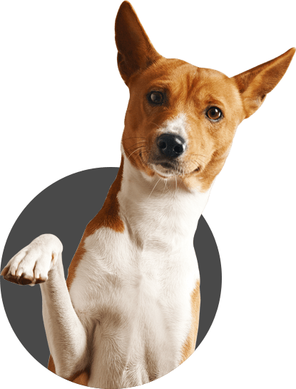 Dillon's Dog Training